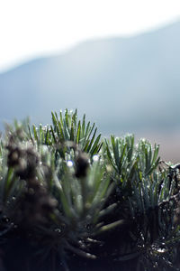 Close-up of plants against sky