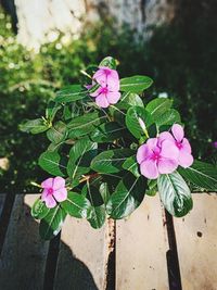 Close-up of pink flowering plant