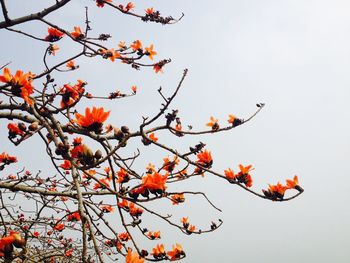 Low angle view of tree against clear sky