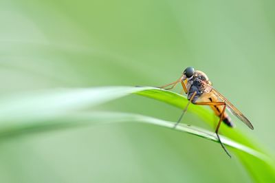 Close-up of damselfly on leaf