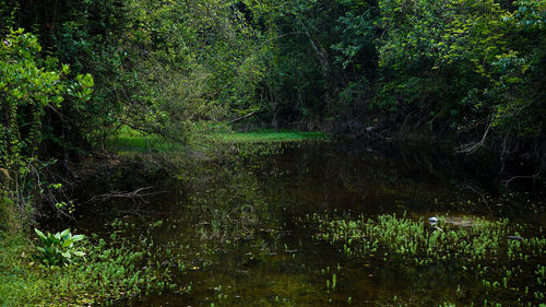 Scenic view of lake in forest