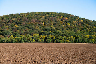 Scenic view of field against clear sky