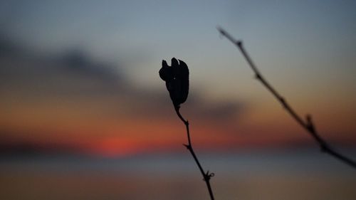 Close-up of plant against blurred background