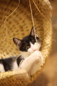 Close-up of kitten