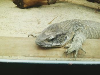 Close-up of turtle in water