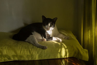 Portrait of cat relaxing on bed at home