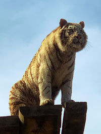Low angle view of cat sitting on wood against sky