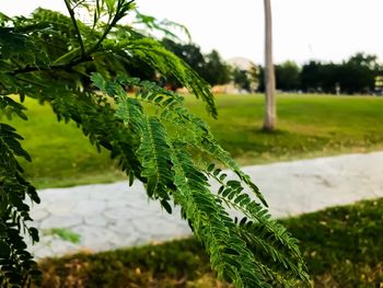 Close-up of fresh green plant