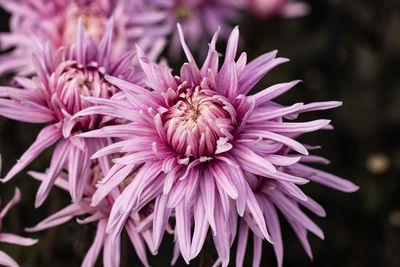 Close-up of pink dahlia flowers