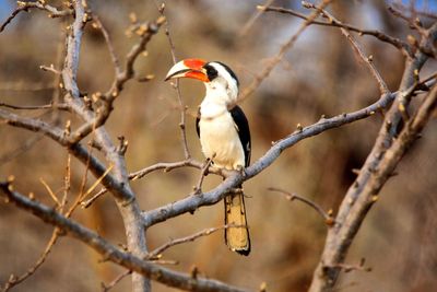 Close-up of bird perching on branch