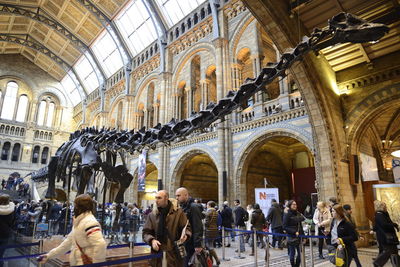 Dippy the diplodocus at the entrance hall of natural history museum, london, uk.