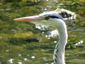 Close-up of bird in lake