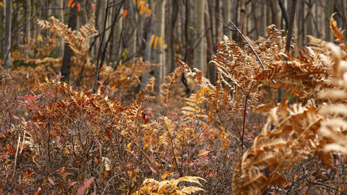 Close-up of dried plant on field