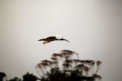 Low angle view of bird flying against the sky