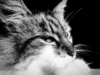 Close-up portrait of cat against black background