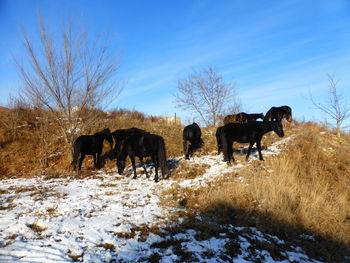 Horses in a field