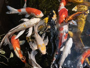 Fish swimming in pond