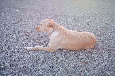 Dog looking away