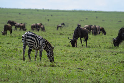 Zebra and wildebeest grazing in a green field on the maasai mara in kenya.
