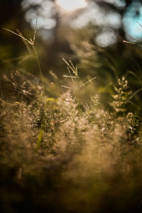 Close-up of grass on land