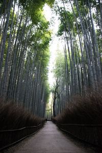 Arashiyama bamboo forest