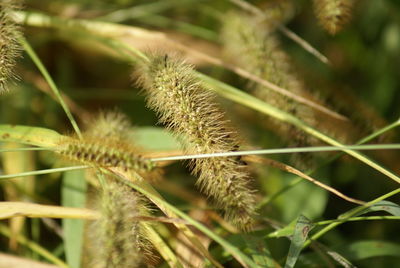 Close-up of plant on field