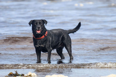 Dog standing on beach