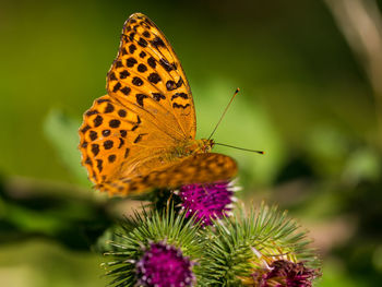Close-up of butterfly pollinating on flower