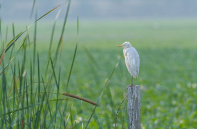 Bird perching on wooden post