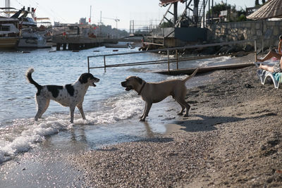 Dog standing on land by water