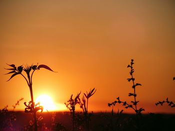 Close-up of silhouette plants against sky during sunset