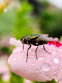 Close-up of insect on pink flower