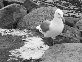 Birds on rocks