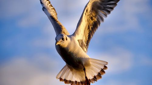 Handicaped gull with one leg during landing against blue sky