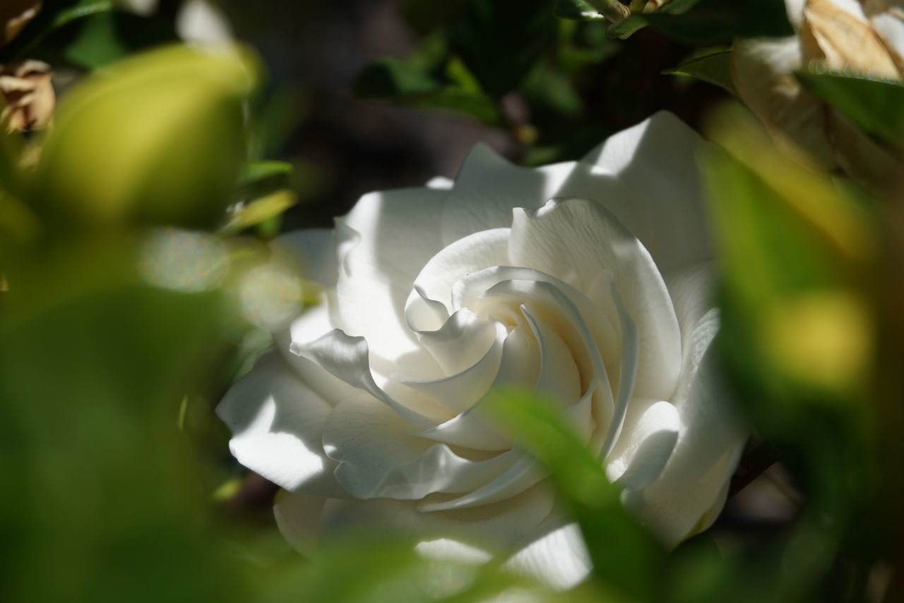 CLOSE-UP OF WHITE ROSES