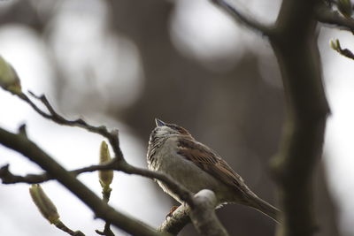 Low angle view of bird perching on tree