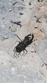 High angle view of fly on rock