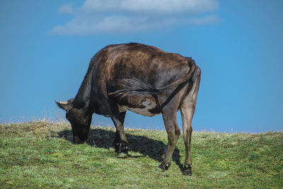 animal