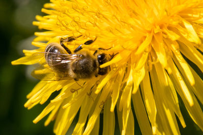 Close-up of honey bee on yellow flower