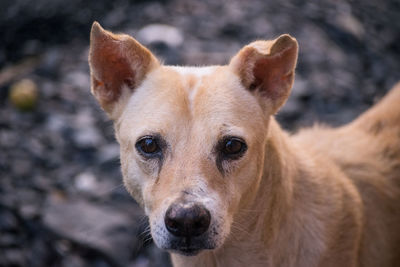 Close-up portrait of dog