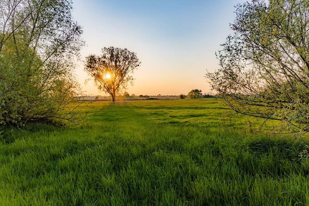 plant, tree, beauty in nature, tranquility, tranquil scene, sky, green color, field, scenics - nature, land, grass, growth, environment, landscape, nature, sunset, no people, non-urban scene, rural scene, idyllic, outdoors