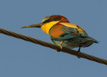 Low angle view of bird perching on branch against sky