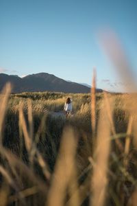 Rear view of woman working in wheat field against clear sky