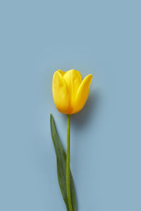 Tulip flower isolated on a blue background viewed from above. top view. copy space