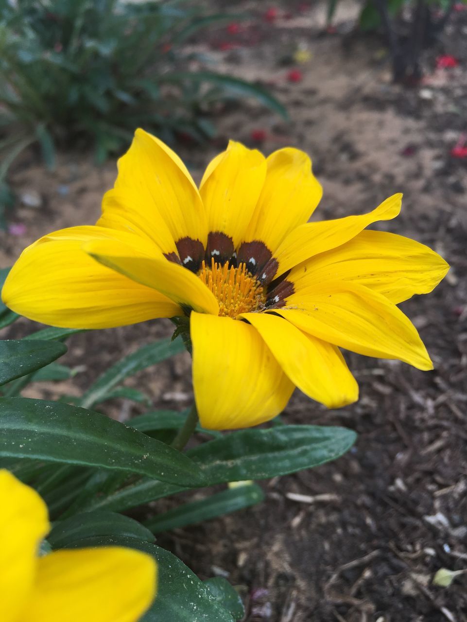 flower, nature, yellow, petal, fragility, beauty in nature, one animal, flower head, freshness, animal themes, growth, insect, focus on foreground, animals in the wild, pollen, blooming, plant, day, outdoors, no people, animal wildlife, pollination, close-up, black-eyed susan