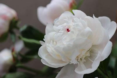 Close-up of white flower