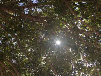 Low angle view of trees against sky