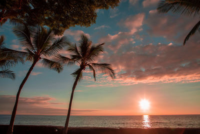 Pink and blue sunset on palm tree covered beach
