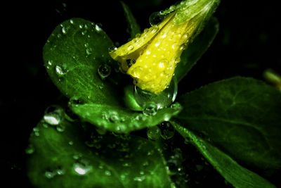 Close-up of water drops on leaf