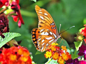 Close-up of butterfly pollinating on flower